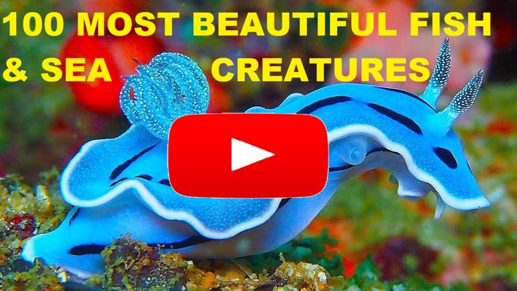100 Most Beautiful Sea Animals
