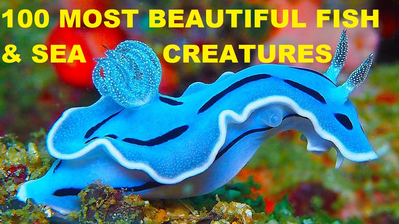 100 Most Beautiful Sea Animals