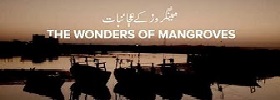 The Wonders of Mangroves